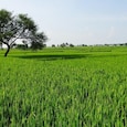 Delhi farm land rates