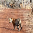 The high numbers of tigers in MP are in spite of their high mortality; (Photo: Ajay Tiwari)